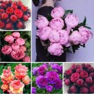 Fresh 10PCS Chinese Peony Seeds Mixed Red Pink Light Pink Purple Bicolor Flowers