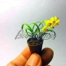 Fresh 100PCS Phalaenopsis Orchid Seeds Mini Type Yellow Flowers