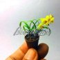 Fresh 100PCS Phalaenopsis Orchid Seeds Mini Type Yellow Flowers