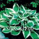 Fresh 200PCS Hosta Seed Perennials Bright Green Leaves with White Edge