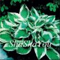 Fresh 200PCS Hosta Seed Perennials Bright Green Leaves with White Edge