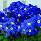 Fresh 200PCS Fragrant Evening Primrose Seeds Dark Blue Flowers with Yellow Centre