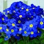 Fresh 200PCS Fragrant Evening Primrose Seeds Dark Blue Flowers with Yellow Centre