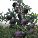 Fresh 30PCS Black Diamond Apple Tree Plant Seeds