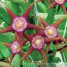 Fresh 100PCS Stapelia Pulchella Perennial Flower Seeds Colorful