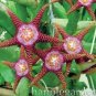 Fresh 100PCS Stapelia Pulchella Perennial Flower Seeds Colorful