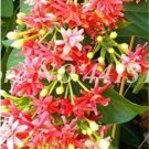 Fresh 100PCS Honeysuckle Vine Plant Seeds Water Pink Color