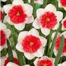 Fresh 100PCS Narcissus Flower Balcony Plants Seeds White and Rose Red Centre Flowers