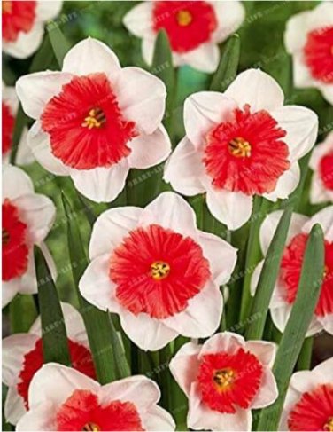 Fresh 100PCS Narcissus Flower Balcony Plants Seeds White and Rose Red Centre Flowers