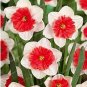 Fresh 100PCS Narcissus Flower Balcony Plants Seeds White and Rose Red Centre Flowers