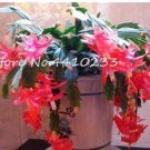 Fresh 100PCS Zygocactus Truncatus Bonsai Seeds Rose Pink Flowers