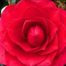 Fresh 5PCS Camellia Flores Potted Plants Seeds Red Double Flowers