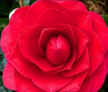 Fresh 5PCS Camellia Flores Potted Plants Seeds Red Double Flowers