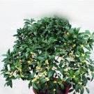Fresh 10PCS Fragrance osmanthus Tree Seeds Yellow Bonsai Flowers