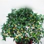 Fresh 10PCS Fragrance osmanthus Tree Seeds Yellow Bonsai Flowers
