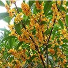Fresh 10PCS Fragrance osmanthus Tree Seeds 2 Colors Available