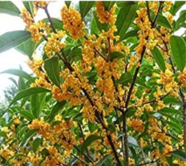 Fresh 10PCS Fragrance osmanthus Tree Seeds 2 Colors Available