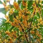 Fresh 10PCS Fragrance osmanthus Tree Seeds 2 Colors Available