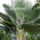 Fresh 100PCS Travelers Palm Flores Bonsai Seeds