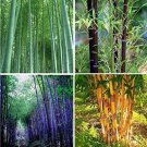 Fresh 60PCS Bamboo Seeds Mixed Green Black Purple Yellow Colors