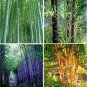 Fresh 60PCS Bamboo Seeds Mixed Green Black Purple Yellow Colors