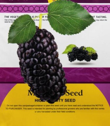 Fresh Original Pack 100PCS Mulberry seeds Blackish Purple Big Fruit Edible