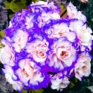Fresh 30PCS Geranium Seeds Light Water Pink Double Flowers with Purple Edge Ball Type