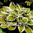 Fresh 200PCS Hosta Seeds Light Army Green With Greyish White Edge