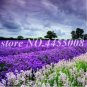 Fresh 200PCS French Provence Lavender Seeds Mixed Pink and Purple Colors