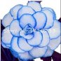 Fresh 100PCS Begonia Seeds White Double Flowers with Blue Edge