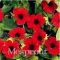 Fresh 10PCS Thunbergia AlataChile Susan Seeds Dark Red Color with Black Eye