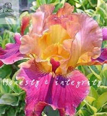 Fresh 100PCS Iris Flower Seeds Golden Light Pink Rose Pink Flowers