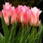 Fresh 100PCS Tulips Seeds Water Pink Colors