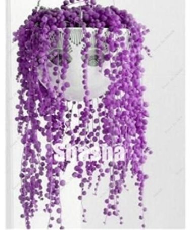 Fresh 200PCS Purple Pearl Chlorophytum Bonsai Seeds