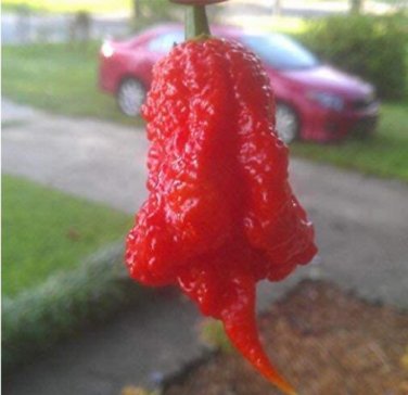 Fresh 100PCS Carolina Reaper Pepper Seeds Red