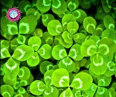 Fresh 100PCS Shamrock Oxalis Medicago Trifolium Flower Seeds