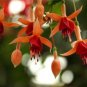 Fresh 10PCS Fuchsia Seeds Orange Flowers with Dark Red Centre Flowers
