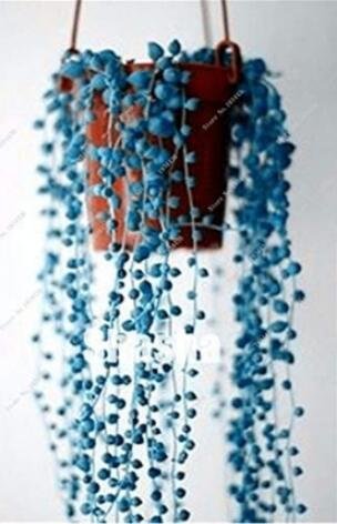 Fresh 200PCS Blue Pearl Chlorophytum Bonsai Seeds