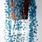 Fresh 200PCS Blue Pearl Chlorophytum Bonsai Seeds