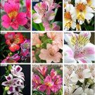 Fresh 200PCS Alstroemeria Peruvian Lily Seeds Mixed 9 Colors