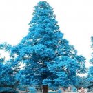 Fresh 100PCS Blue Spruce Tree Seeds Picea Tree