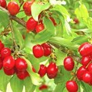 Fresh 10PCS Cornelian Cherry Seeds Cornus Dogwood
