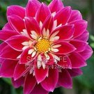 Fresh 50PCS Red Dahlias Seeds