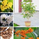 Fresh 20PCS Osmanthus Fragrans Seeds Charming Fragrant Sweet Olive Tree Mixed Colors