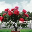 Fresh 10PCS Chinese Rose Tree Bonsai Seeds Dark Red Doubel Flowers