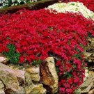 Fresh 500PCS Creeping Thyme Seeds Rock CRESS Dark Red Flowers