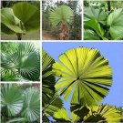 Fresh 30PCS Palm Tropical Outdoor Evergreen Fan Shaped Seeds