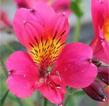 Fresh 100PCS Peruvian Lily Alstroemeria Flower Seeds Rose Pink Flowers Yellow Black S