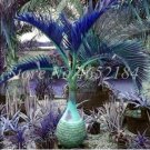 Fresh 20PCS Bottle Palm Seeds Blue Color