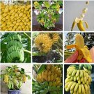 Fresh 100PCS Dwarf Banana Tree Seeds Hybrid Fruits